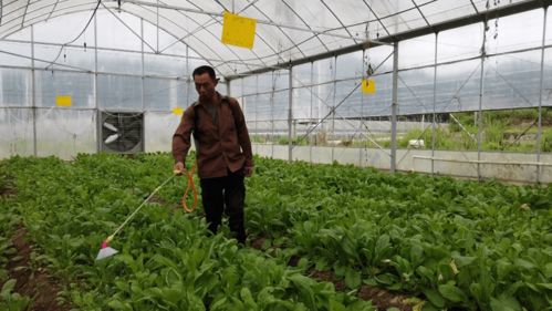 合作社+基地+农户 蔬菜种植技术开发引领45名贫困人口就业增收