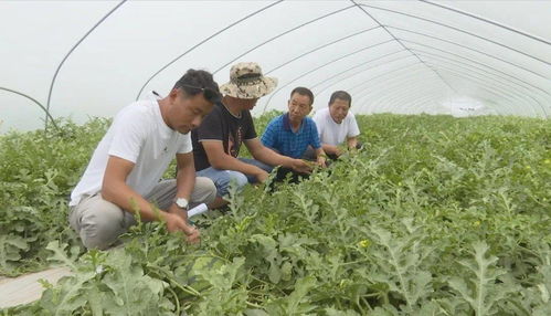 发展优质瓜菜种植与技术创新，开拓农业增效与农民增收新路径