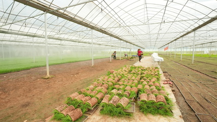 长沙县江背镇 打响汛后农业生产“保卫战”，科技赋能农业技术开发