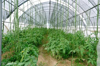 高效农业 现代农业种植技术的开发与应用