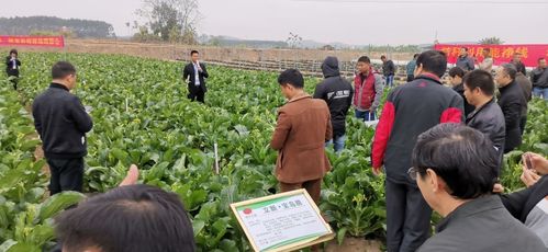 2019优质果蔬酵素种养殖观摩会 绿色农业新成果亮相南宁现代新农业基地