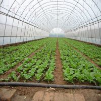 温室大棚草莓立体种植 现代农业观光与采摘园的全新实践
