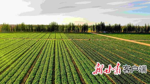 金昌 寒旱种植 规模兴农
