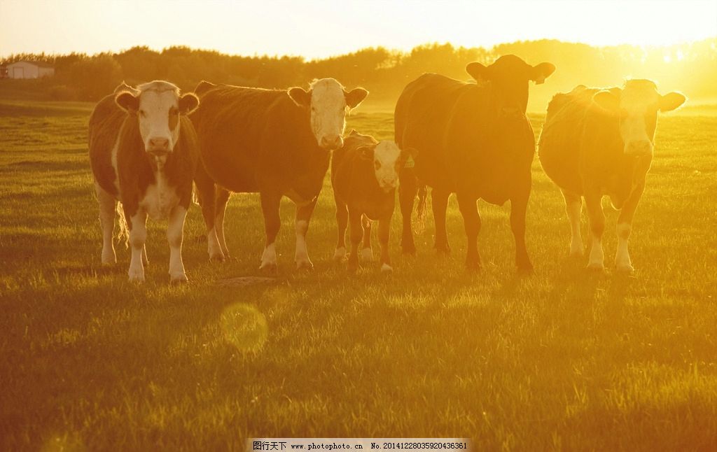 牛群图片 生物世界的家禽家畜与农业种植技术开发