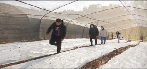 禾丰镇探索食用菌栽培技术，推动现代农业发展