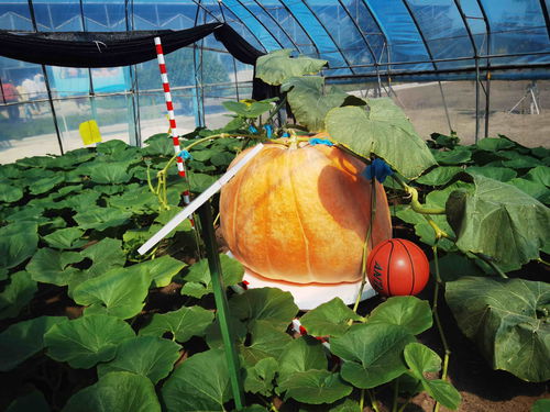 在北大荒，农产品有“绝活儿”——农业种植技术开发助推高质量发展