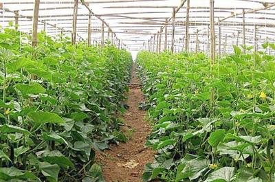 温室大棚蔬菜种植技术及其发展策略