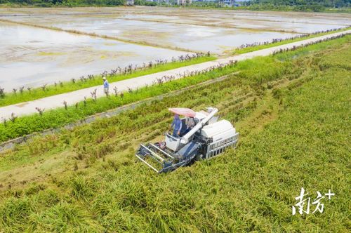 金谷归仓稻香扑鼻 普宁夏粮丰收彰显农业技术新突破