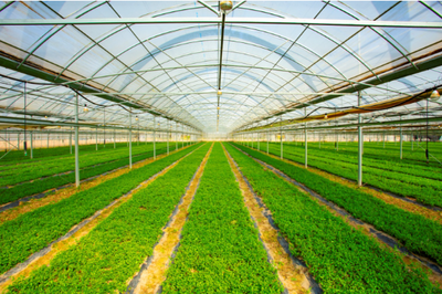 东台现代农业产业园跃升国家级 甜蜜产业赋能乡村振兴与农业种植技术创新