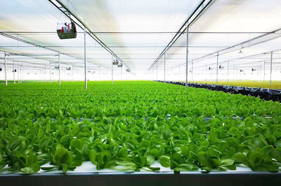 绿菱科技携手恒热集团，共绘农业种植技术新蓝图