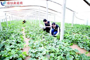 科技赋能，种植先行 以现代农业技术开发助推乡村振兴