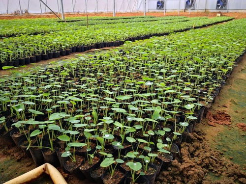 党领导下的农技协丨广西北海市合浦县生态农业种养技术协会 深耕技术开发，赋能绿色种植