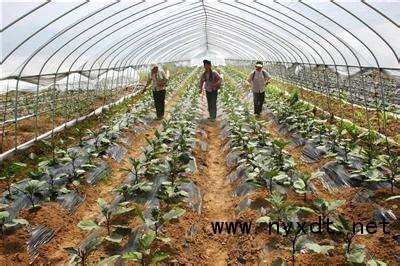 科学施肥指南 大棚蔬菜高效种植与农业技术开发