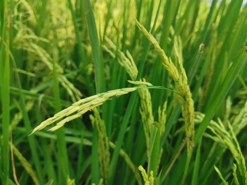 智能农机革新 一分钟一亩田，现代农民的科技新伙伴