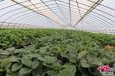 草莓专家齐聚寻甸 共探草莓产业发展与农业种植技术开发